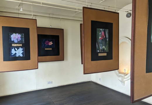 An art gallery with framed images of flowers