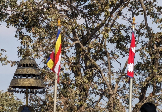 Flags in front of a tree