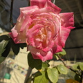 A pink rose in bloom