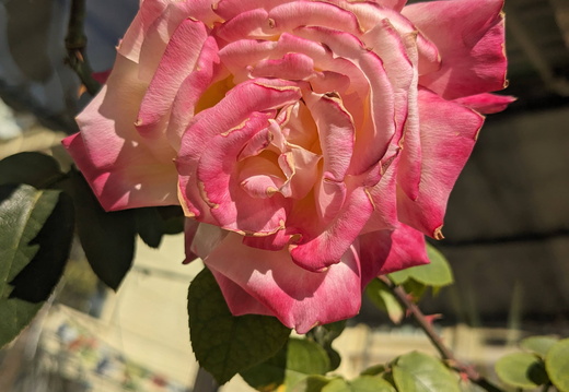 A pink rose in bloom