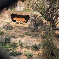 Tiger in a cave