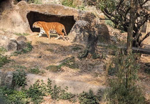 Tiger in a cave