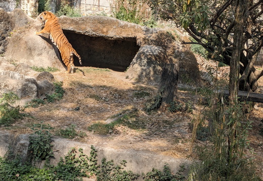 Leaping Bengal Tiger