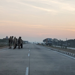 A camel cart on a highway
