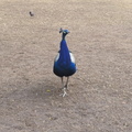 Peacock struts across lawn