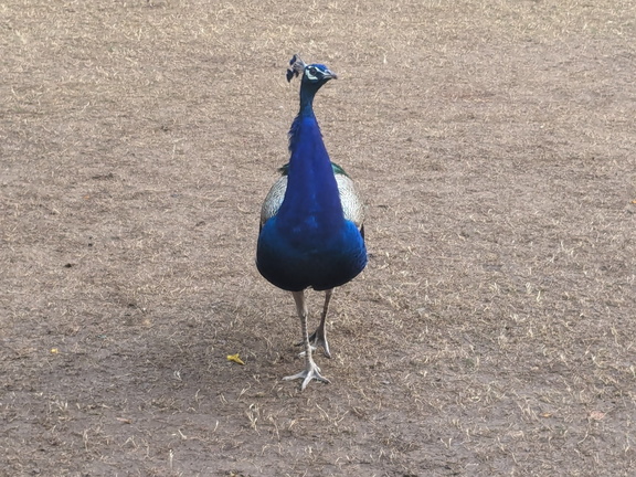 Peacock struts across lawn