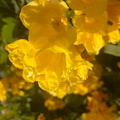 Yellow Soaked in Sun