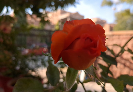 Orange Soaked Rose