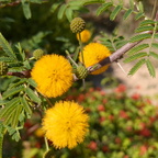 Yellow Bursts