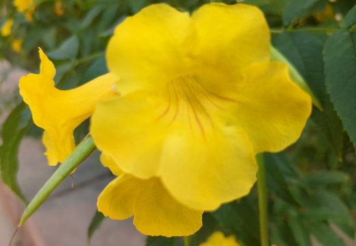 Yellow Soaked Flower 