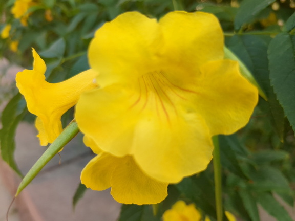Yellow Soaked Flower 