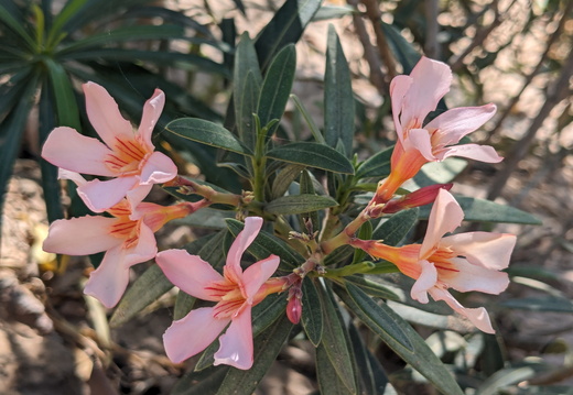 Delicate pink desert flowers