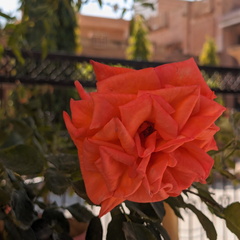 Beautiful Petals | An Orange Rose