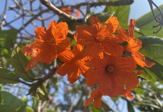 Orange Trumpet Flowers