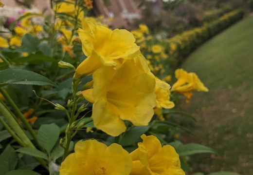 Yellow flowers in a garden