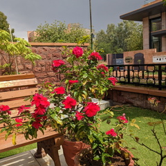 A beautiful garden with red flowers