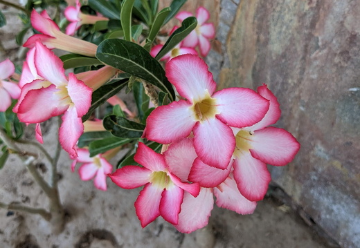 Pink desert flowers