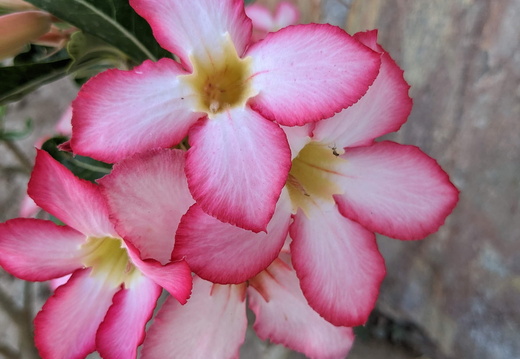 Delicate pink desert rose