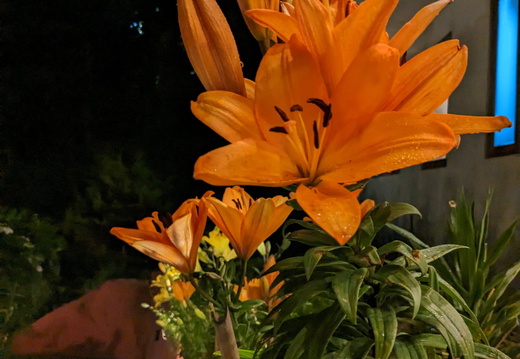 Orange lilies at night