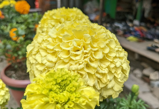 Yellow flower petals