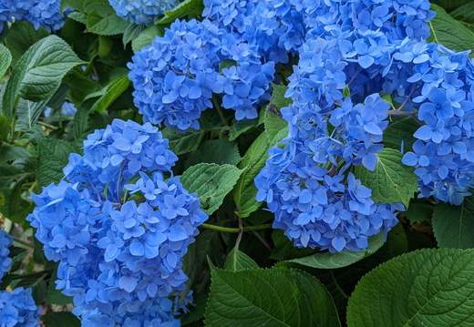 Blue flowers on bush