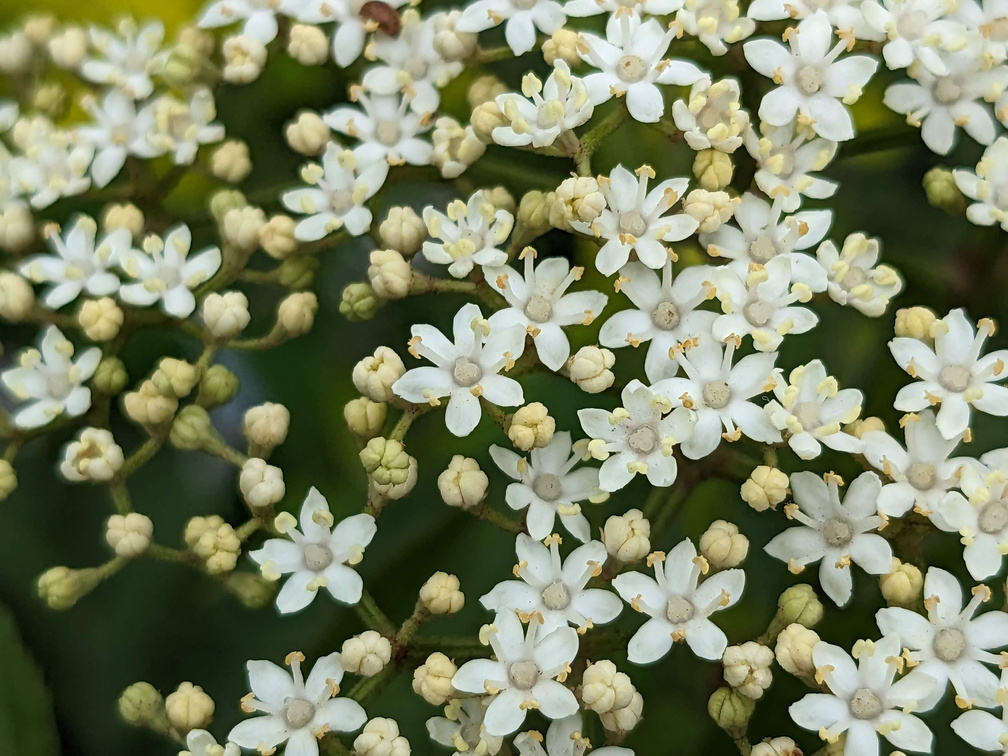 A cluster of white flowers