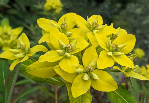 Bright yellow flowers