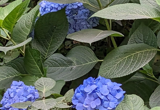 Blue flowers and leaves