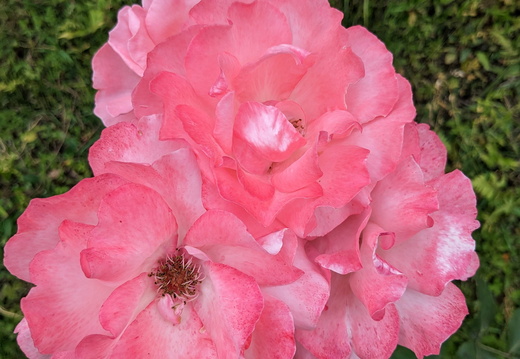 Pink cabbage roses