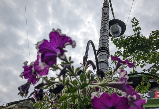 Purple flowers under a street lamp