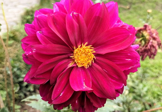 A beautiful flower