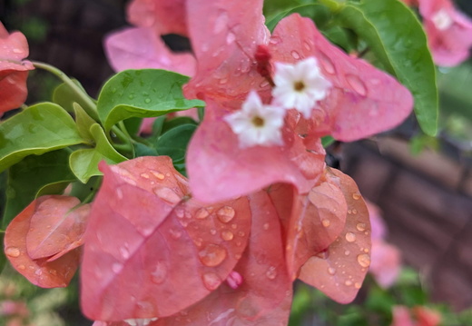 Raindrops on pink flower