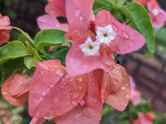 Raindrops on pink flower