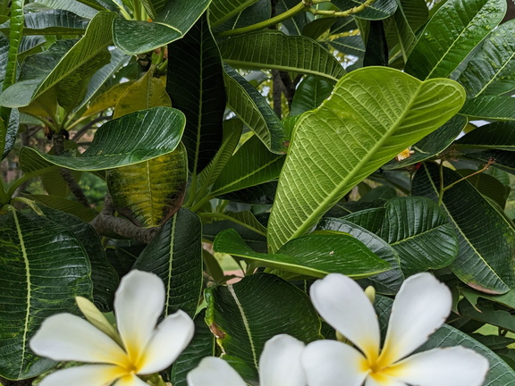 White flowers and leaves