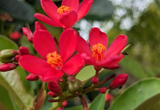 Delicate red flowers