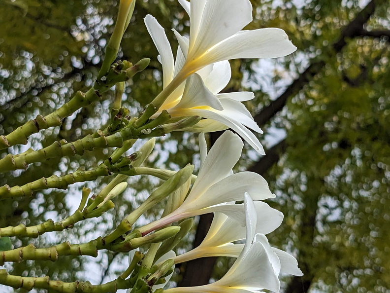 White flowers reaching high