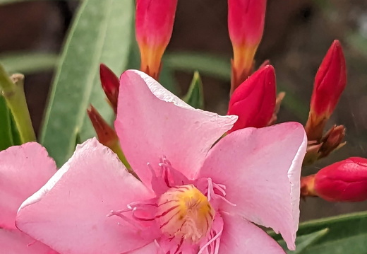 Pink flower buds and blossoms