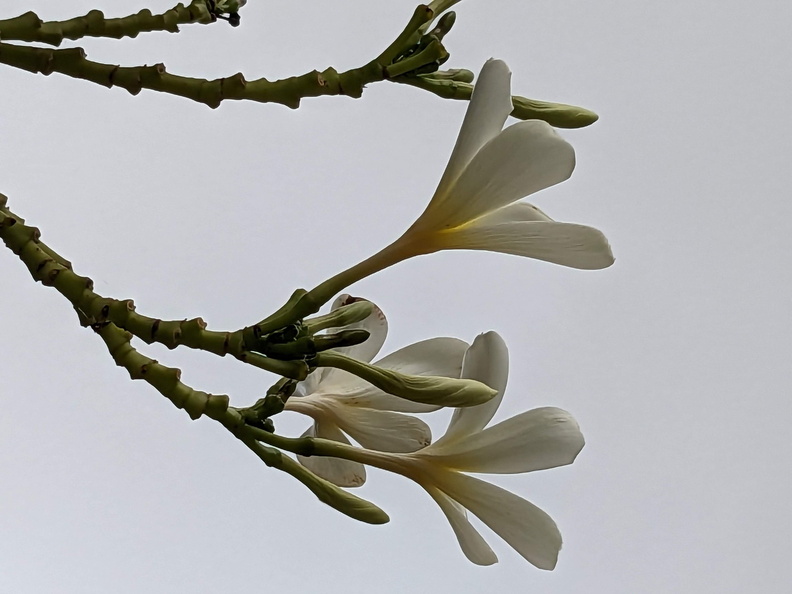 White flowers on a tree