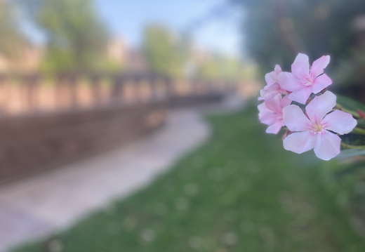 Pink flowers in focus