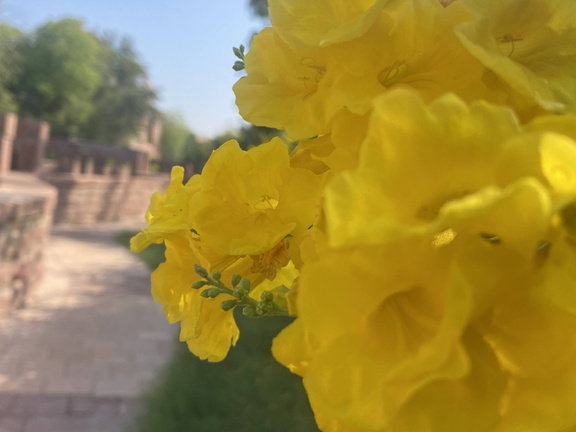 Yellow flowers in focus