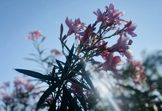 Pink flowers against blue sky