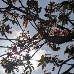 Tree branches with red flowers and green leaves against the sun.