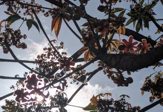 Tree branches with red flowers and green leaves against the sun.