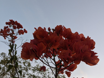 Orange flowers reaching highBougainvillea, bougainvillea, What a beautiful flower you are. Your colors are so vibrant, And your petals are so soft.  You are a joy to behold, And I am so glad that you are in my life. You make me smile every time I see you,
