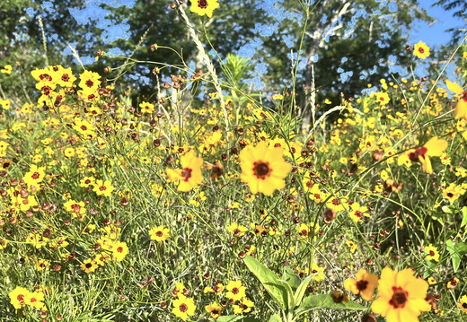Sunlit Meadow