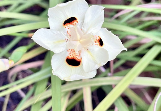 Whispers of White