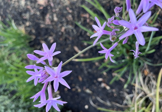 Lavender's Whisper
