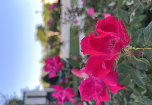 Crimson Kiss