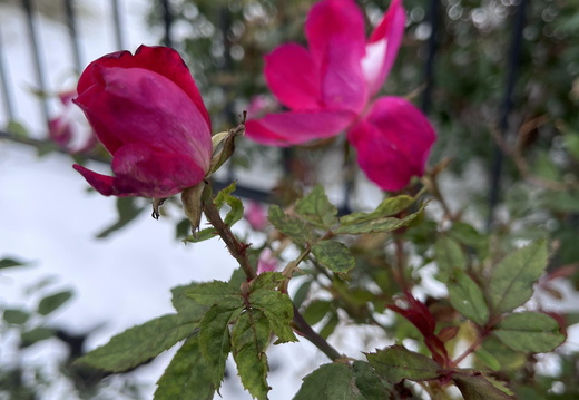 Winter Rose