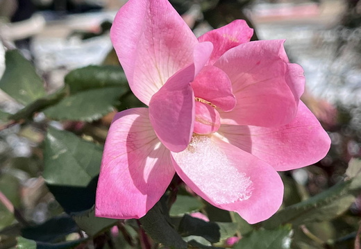 Pink Frost